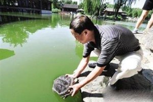 放生烏龜前要說些什么話 什么烏龜不能放生