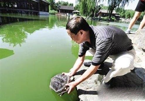 放生烏龜前要說些什么話 什么烏龜不能放生 1