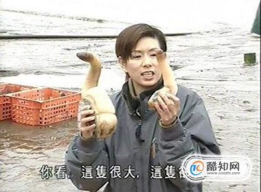 象拔蚌什么梗污 象拔蚌梗的來歷 3