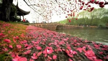 化作春泥更護花前面那句是什么 2