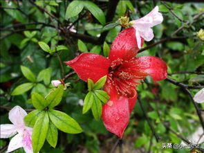 化作春泥更護花前面那句是什么 3