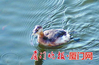 小鸊鷉可以當寵物養(yǎng)嗎 2