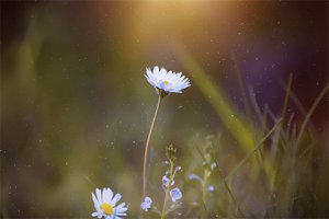 怎樣催旺自己的桃花運 風水旺桃花運妙招