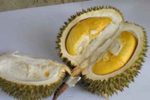 沒熟的榴蓮打開了能吃嗎 怎么買優質且熟了的榴蓮
