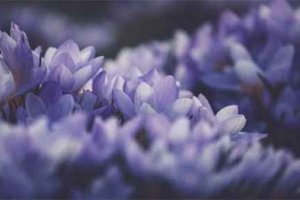 封城一般多久解除 疫情封城的標(biāo)準(zhǔn)