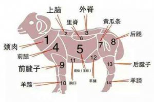 羊上腦是什么部位圖片 羊上腦并不是羊腦