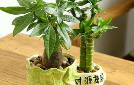 搬家送什么禮物寓意好 這些能夠讓人心情愉悅 4