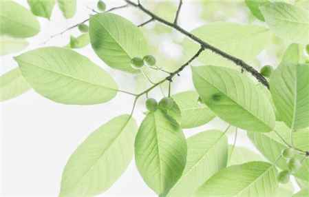 夢(mèng)見親人吃蛇肉周公解夢(mèng) 意味著諸事阻礙不順 2