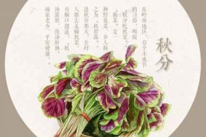 秋分吃什么傳統食物?秋分吃什么比較好