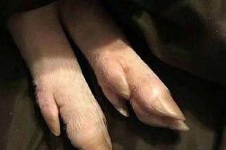 為什么叫男人大豬蹄子什么意思 大豬蹄子的由來 6