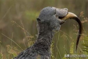 鯨頭鸛為什么跟人鞠躬 為什么拔羽毛送人