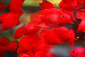 鸚鵡魚死之前有什么癥狀