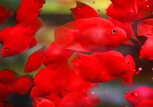 鸚鵡魚死之前有什么癥狀 1