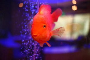 鸚鵡魚死之前有什么癥狀 5