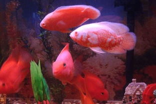 鸚鵡魚死之前有什么癥狀 4