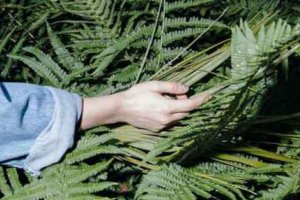 人的手相生命線短壽命就短嗎 生命線短危險信號判斷