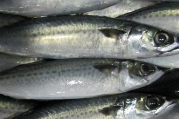 冷凍青占魚有毒嗎 冷凍青占魚怎么燒沒毒 1