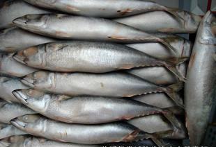 冷凍青占魚有毒嗎 冷凍青占魚怎么燒沒毒 3