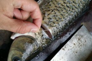老虎魚劇毒怎么處理 老虎魚的毒致命嗎