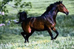 一匹純種的汗血寶馬多少錢 汗血寶馬為什么會汗血？