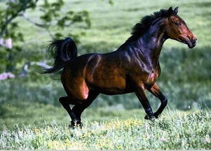 一匹純種的汗血寶馬多少錢 汗血寶馬為什么會汗血？ 1