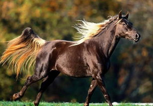 一匹純種的汗血寶馬多少錢 汗血寶馬為什么會汗血？ 3