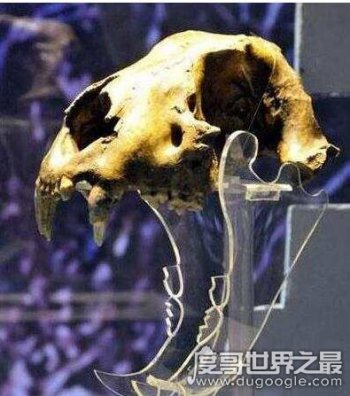 800斤的巨型老虎 發現體型最大的老虎 2