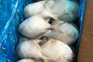 深海金鯧魚刺多嗎