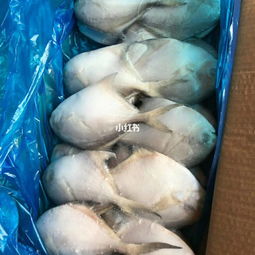 深海金鯧魚刺多嗎 1