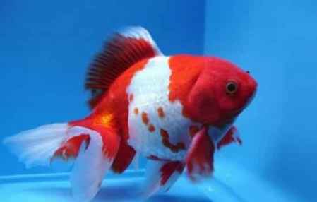 金魚養(yǎng)幾條風(fēng)水好?不同數(shù)量養(yǎng)魚的含義 2
