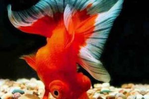 金魚養幾條風水好?不同數量養魚的含義