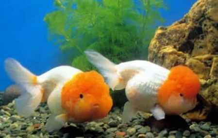 金魚養(yǎng)幾條風(fēng)水好?不同數(shù)量養(yǎng)魚的含義 3