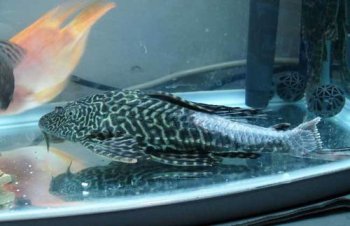 垃圾魚為什么會死亡 清道夫魚為什么會死 3
