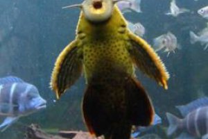 垃圾魚(yú)為什么會(huì)死亡 清道夫魚(yú)為什么會(huì)死
