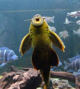 垃圾魚為什么會死亡 清道夫魚為什么會死 1