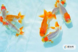 什么方法養金魚不會死