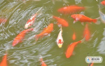 什么方法養金魚不會死 3