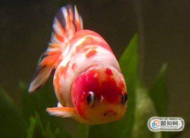 什么方法養金魚不會死 5