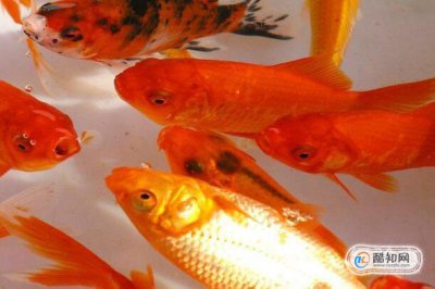 什么方法養金魚不會死 4
