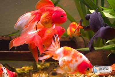 什么方法養金魚不會死 2