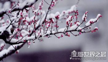 遙知不是雪為有暗香來是什么花 出自哪里 1