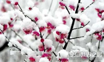 遙知不是雪為有暗香來是什么花 出自哪里 3