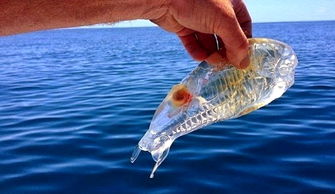 放生魚會有好運嗎 放生放什么魚運氣好 3