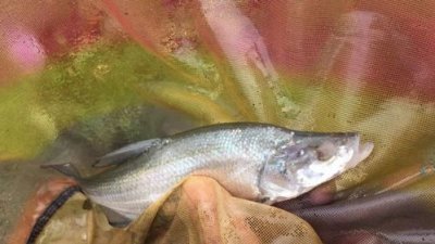放生魚會有好運嗎 放生放什么魚運氣好 2
