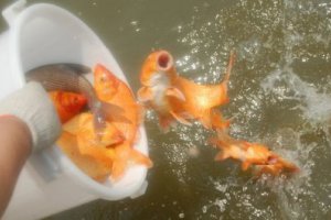 放生魚會有好運嗎 放生放什么魚運氣好