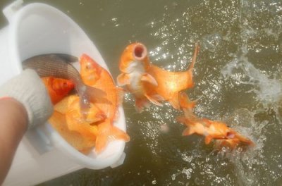 放生魚會有好運嗎 放生放什么魚運氣好 1