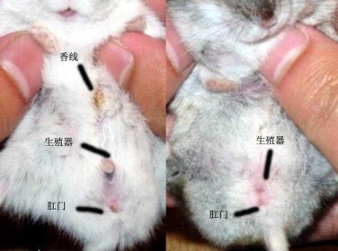 倉鼠公母怎么區分圖解 看這里很容易區分 3