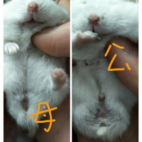 倉鼠公母怎么區分圖解 看這里很容易區分 2