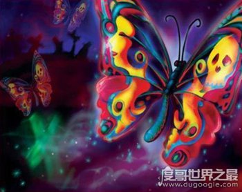 卡申夫鬼美人鳳蝶真的存在嗎 卡申夫鬼美人鳳蝶事件 1