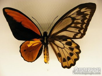 卡申夫鬼美人鳳蝶真的存在嗎 卡申夫鬼美人鳳蝶事件 3